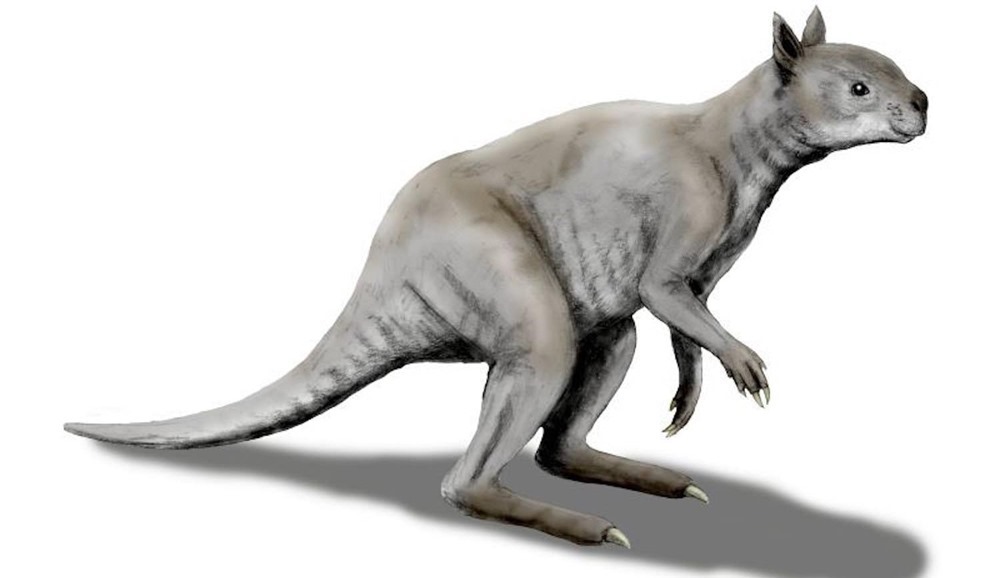 Simosthenurus occidentalis 1 19