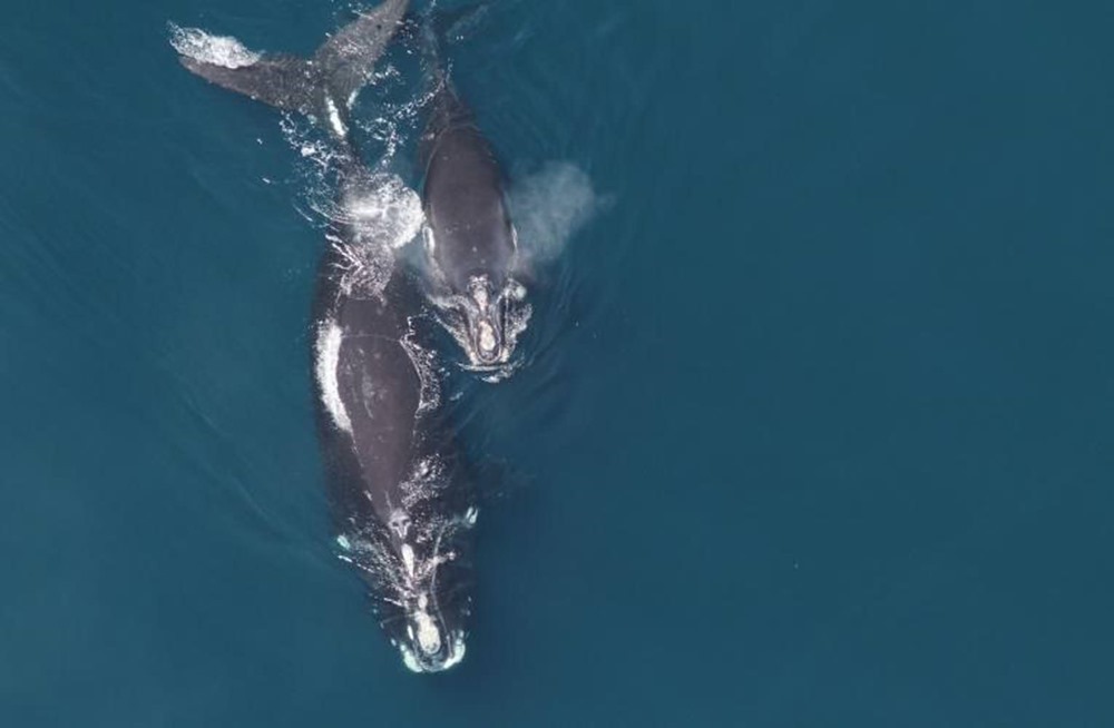 baleine franche de l'Atlantique nord 1 19