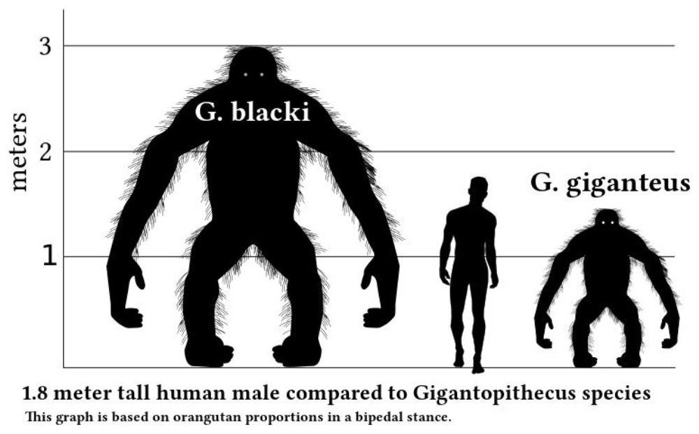 Gigantopithecus 1 19