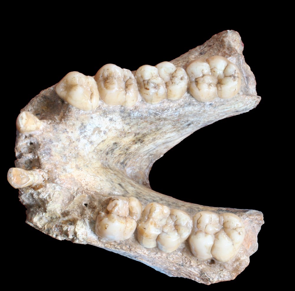 Gigantopithecus 3 19