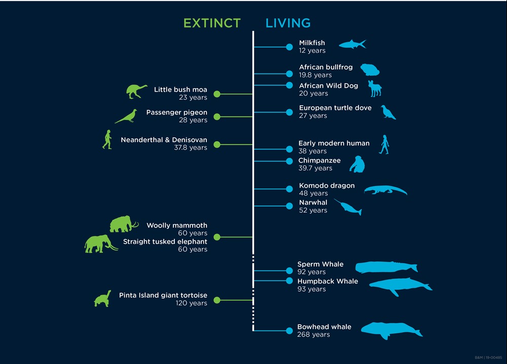 Animals Lifespan infographic