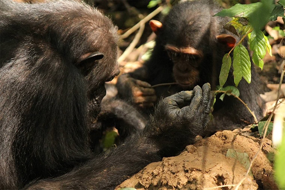 Chimpanzés transmission outil 1 19