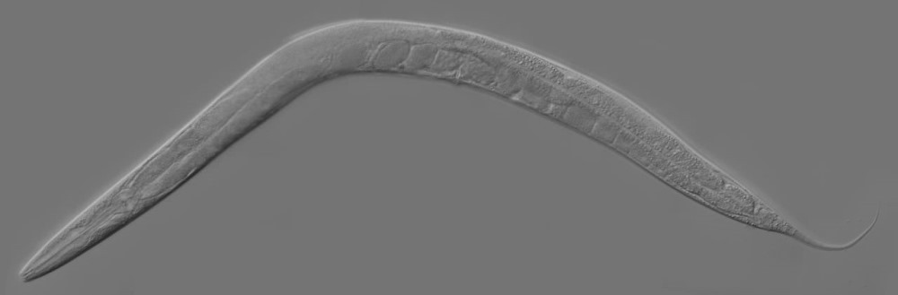 Caenorhabditis_elegans 1 20