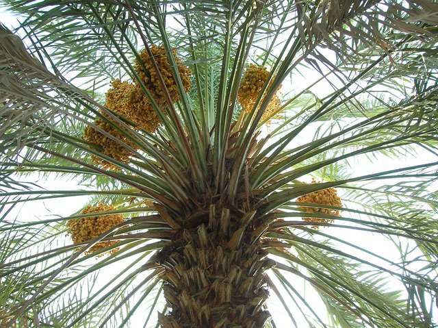 Antiques graines palmiers-dattiers 3 20
