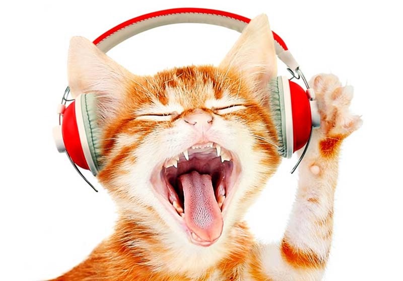 Musique pour chat 1 20