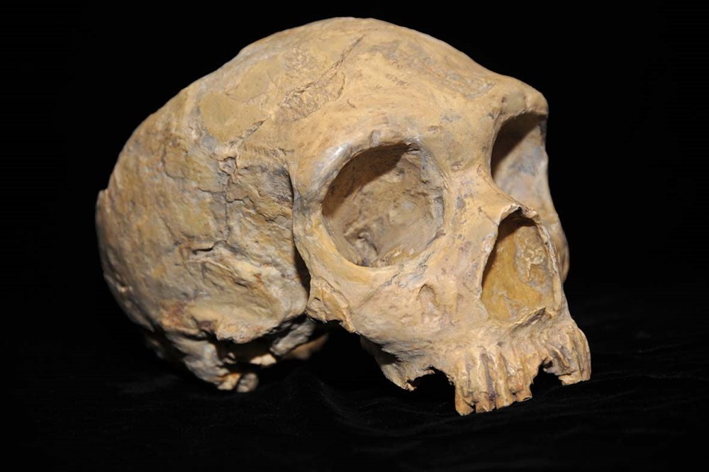 Neanderthal_skull_from_Forbes_Quarry