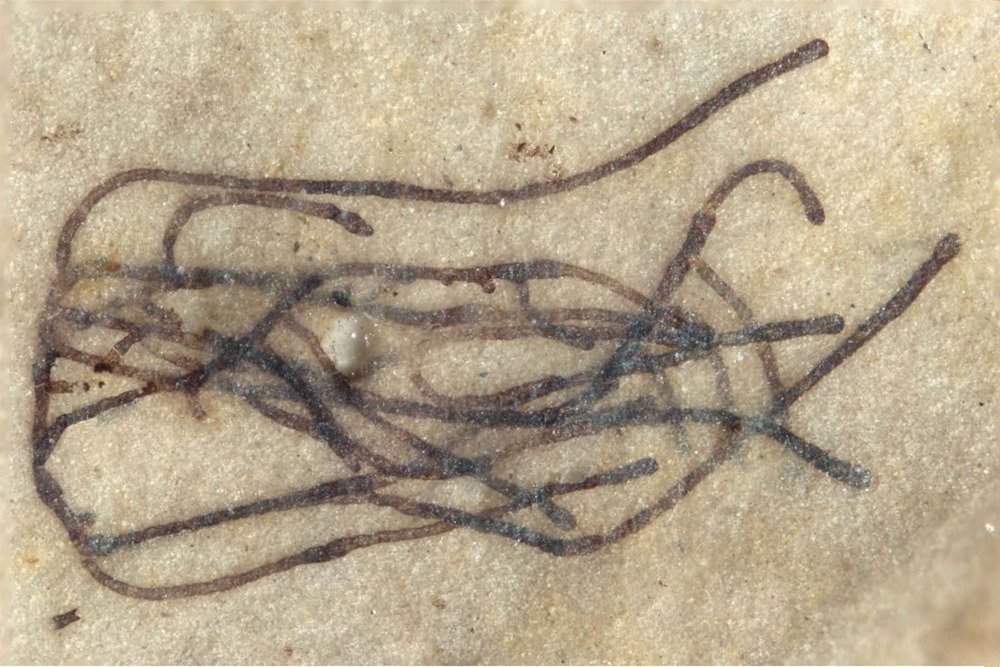 Proterocladus antiquus 1 20