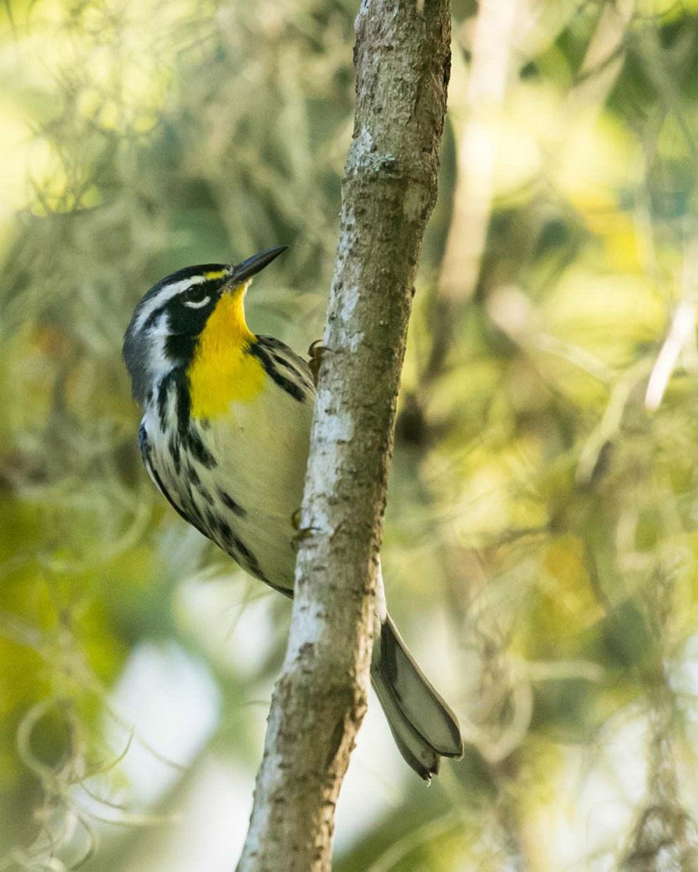 Yellow-throated-Warbler-1024x1279