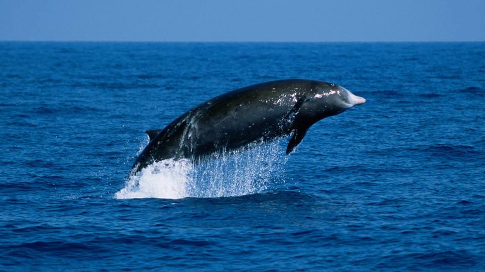 baleines à bec de Cuvier 1 20