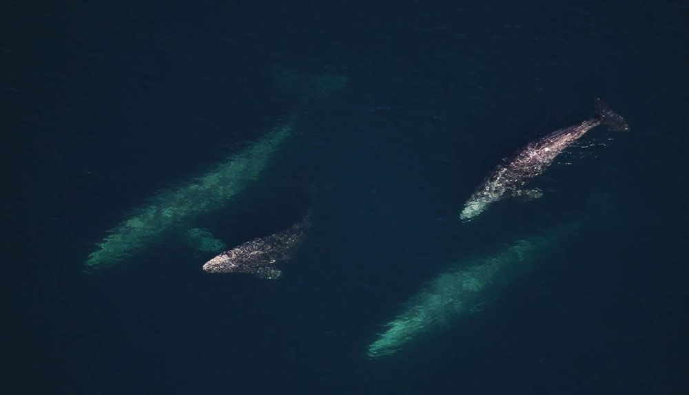 baleines grises-Soleil 1 20
