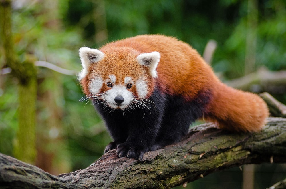 Il n'y pas une, mais deux espèces de pandas roux - GuruMeditation