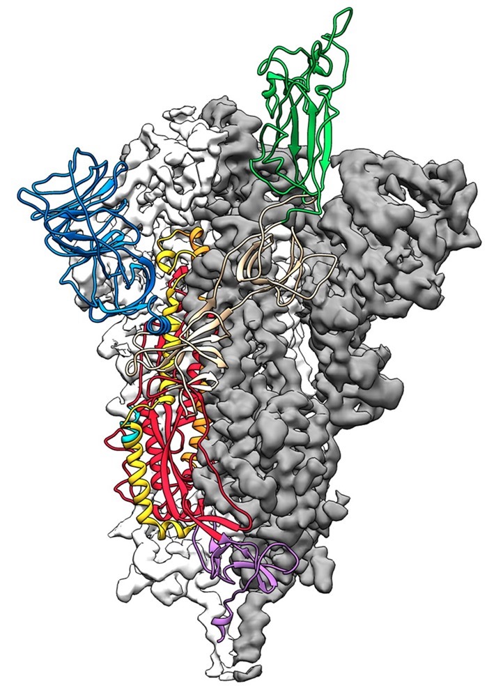 spike-protein-structure 1 20