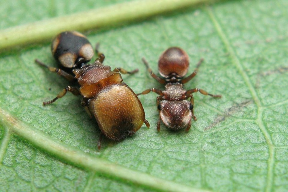 Les va-et-vient de l'évolution chez des fourmis à grosse tête ...