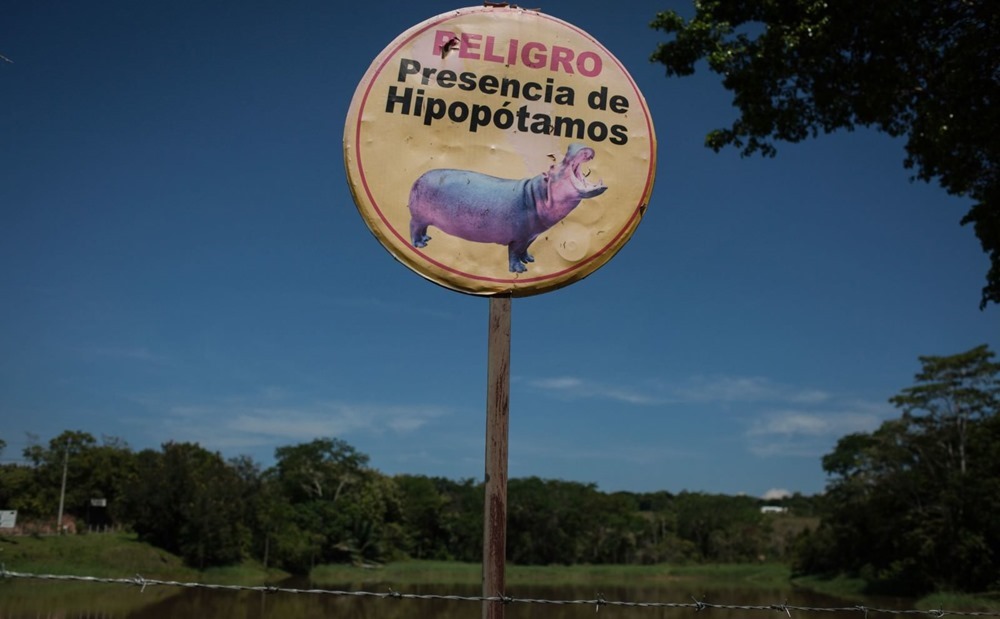 Pablo Hippo rowan 5 20