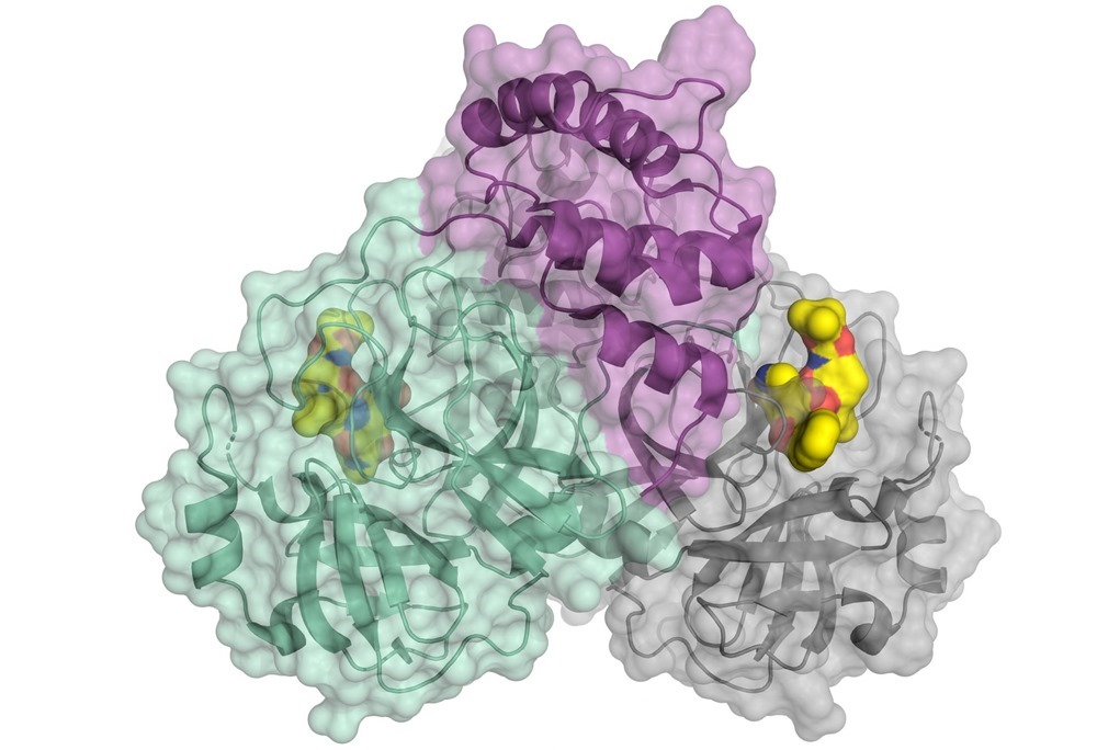 Protease-SARS-CoV2 1 20