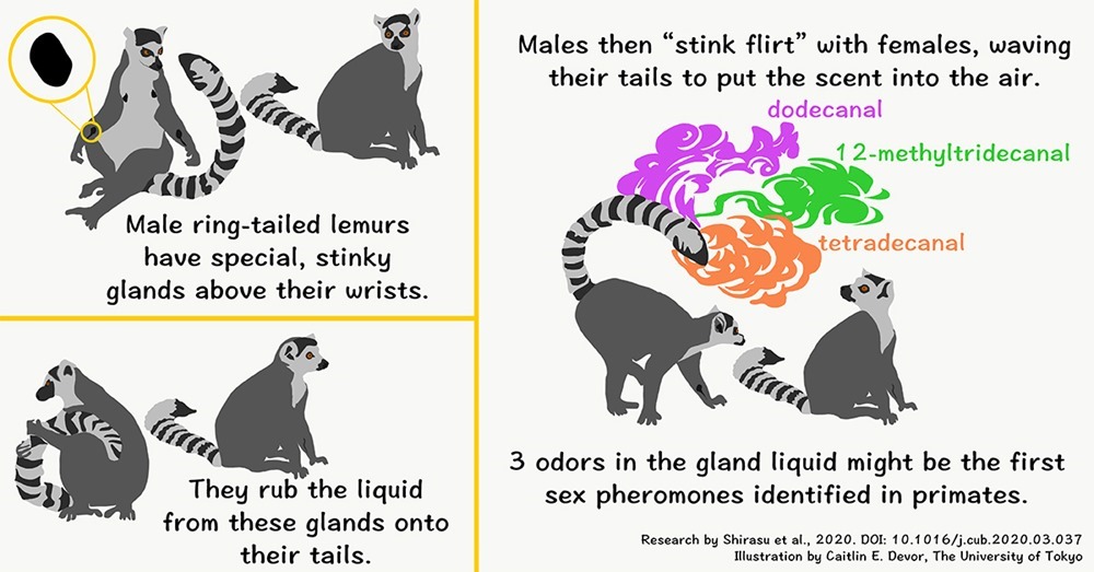 Lemur pherom 1 20