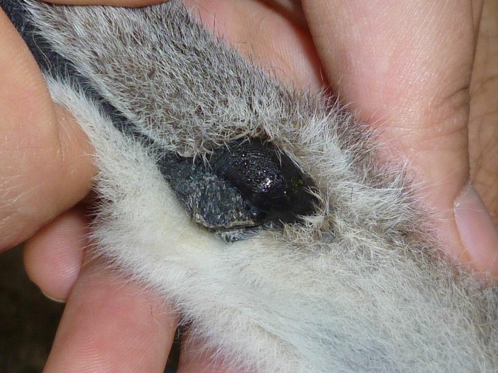 Lemur pherom 3 20