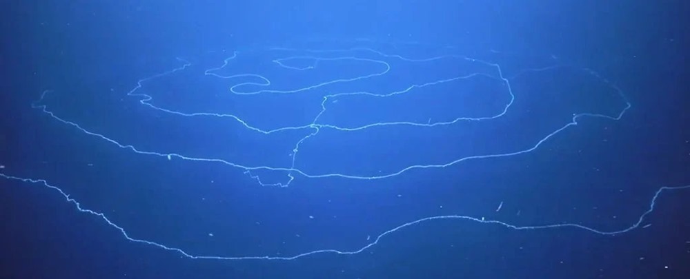 siphonophore 1 20