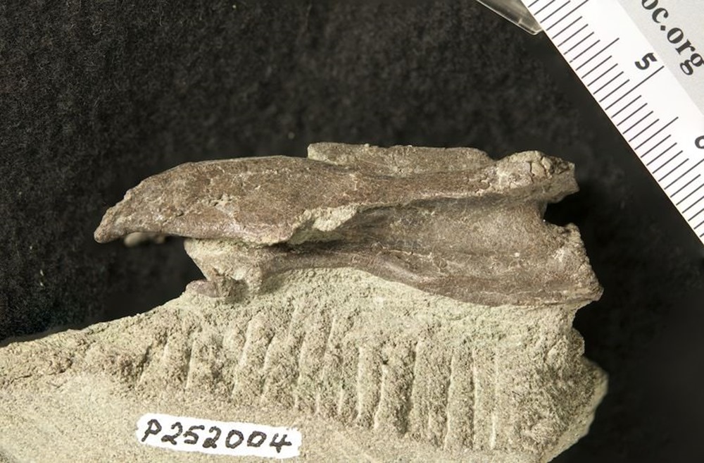 Eric Elaphrosaur 2 20