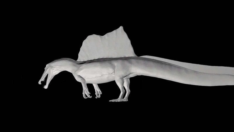 Spinosaurus aegyptiacus 4 20
