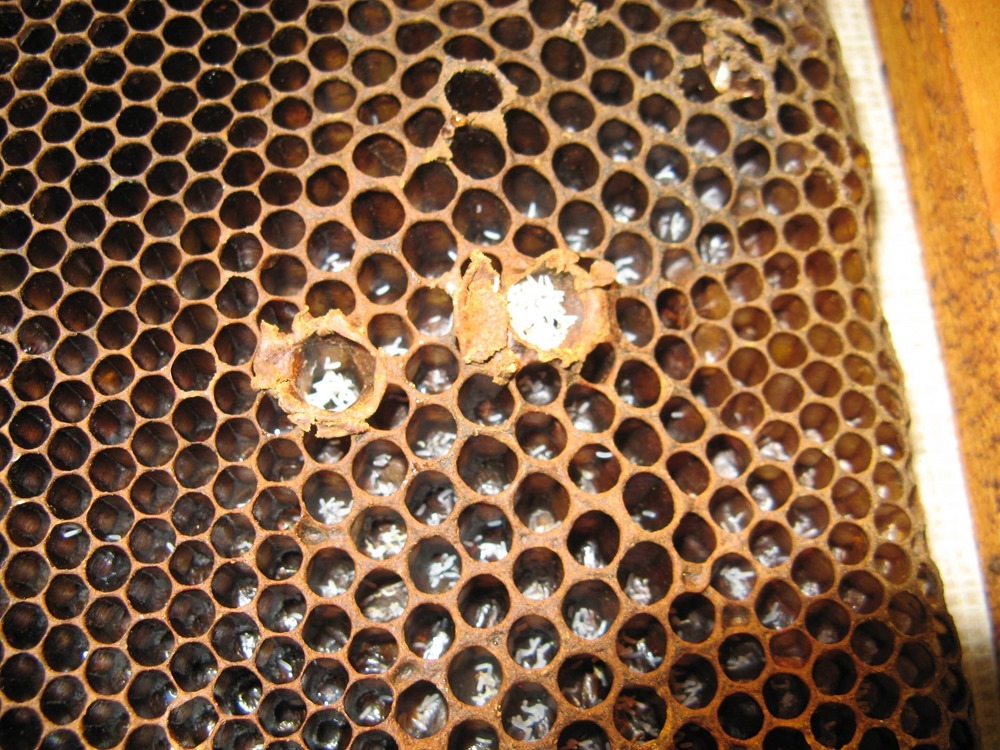 abeilles du Cap 2 20