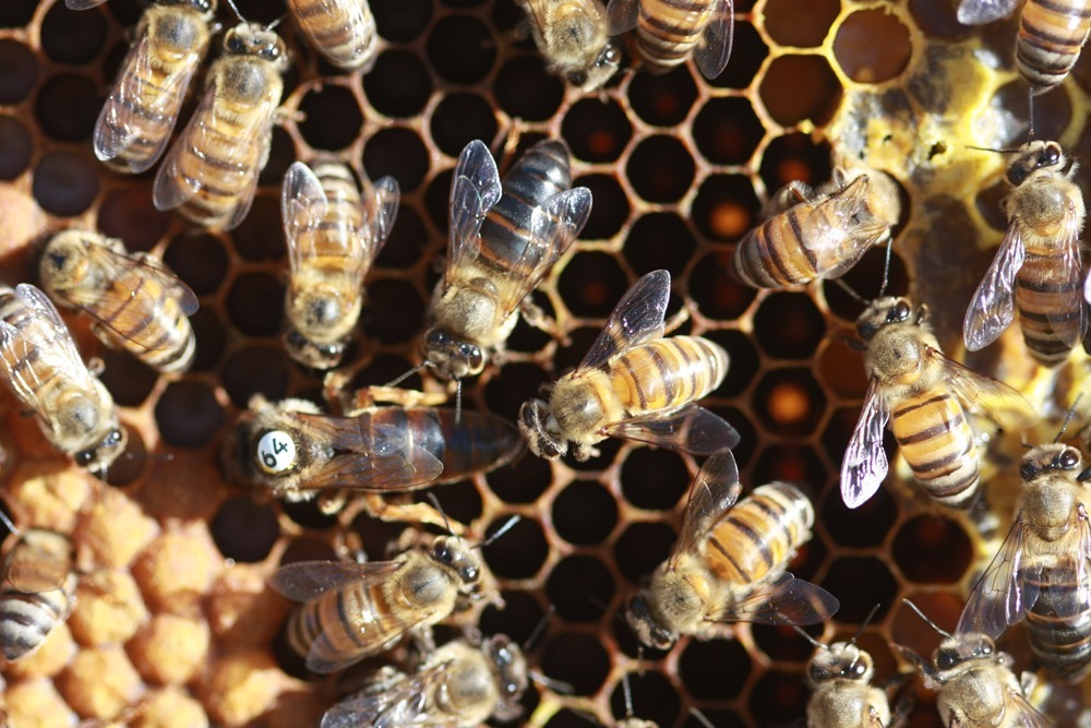abeilles du Cap 3 20