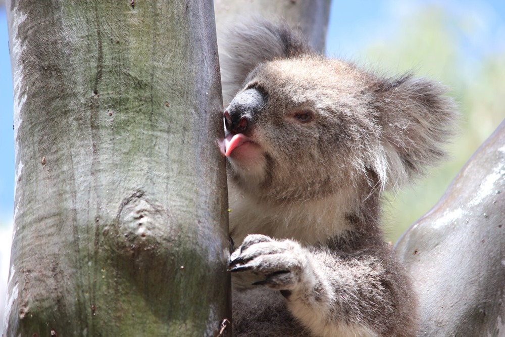 koala-troc eau 1 20