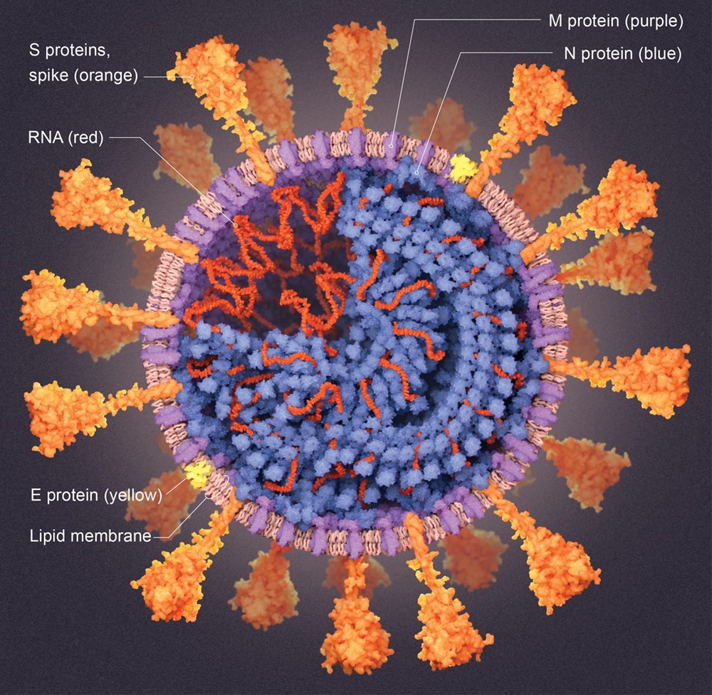 Coronavirus Sarcov2 graph 1 20