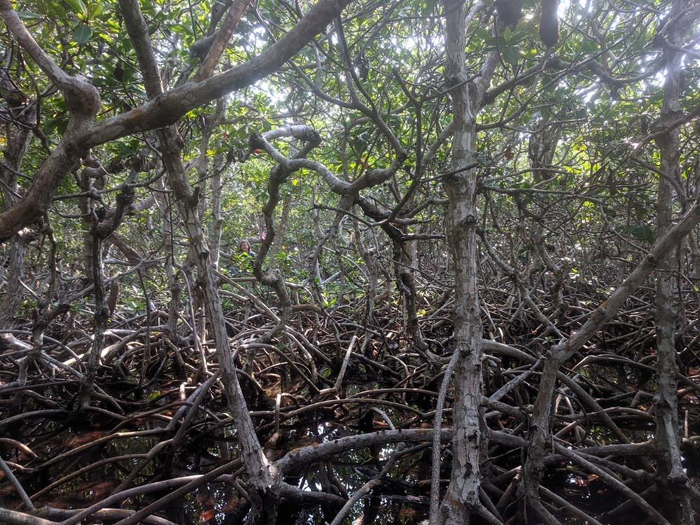 Mangrove 2050 5 20
