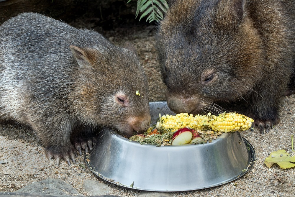 Wombat 1 20