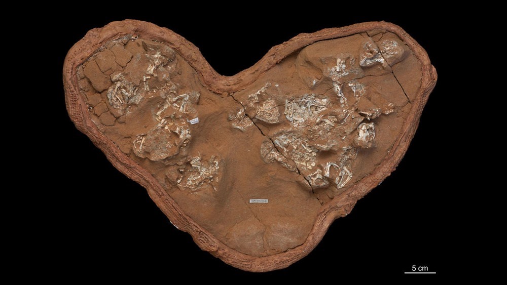 oeuf Protoceratopse 1 20