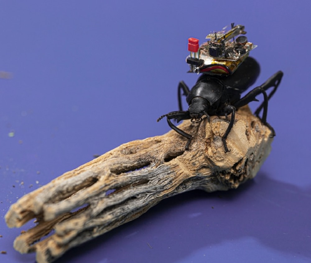 Caption: Researchers at the University of Washington have developed a tiny camera that can ride aboard an insect. Here a Pinacate beetle explores the UW campus with the camera on its back. Credit: Mark Stone/University of Washington