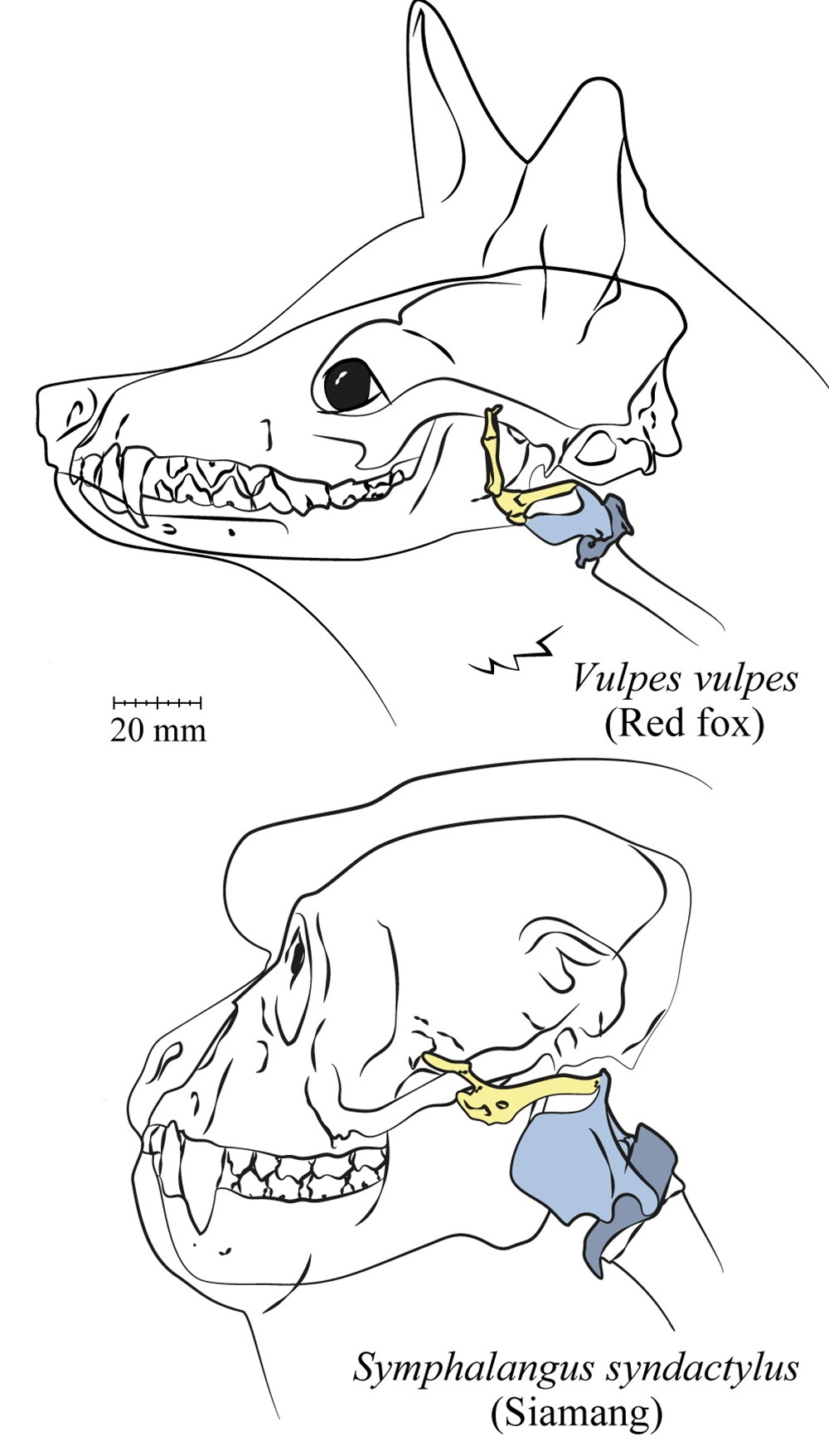 Larynx primate 2 20