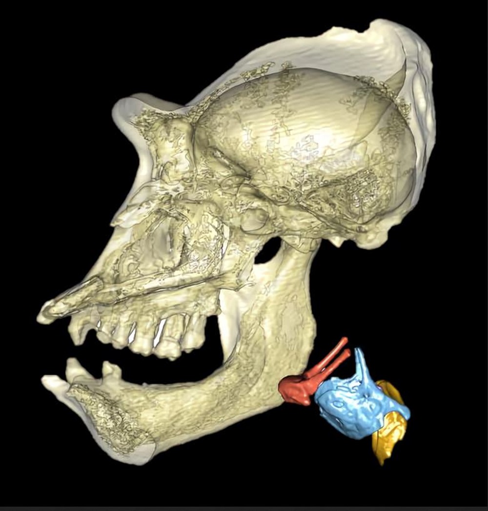 Larynx primate 3 20