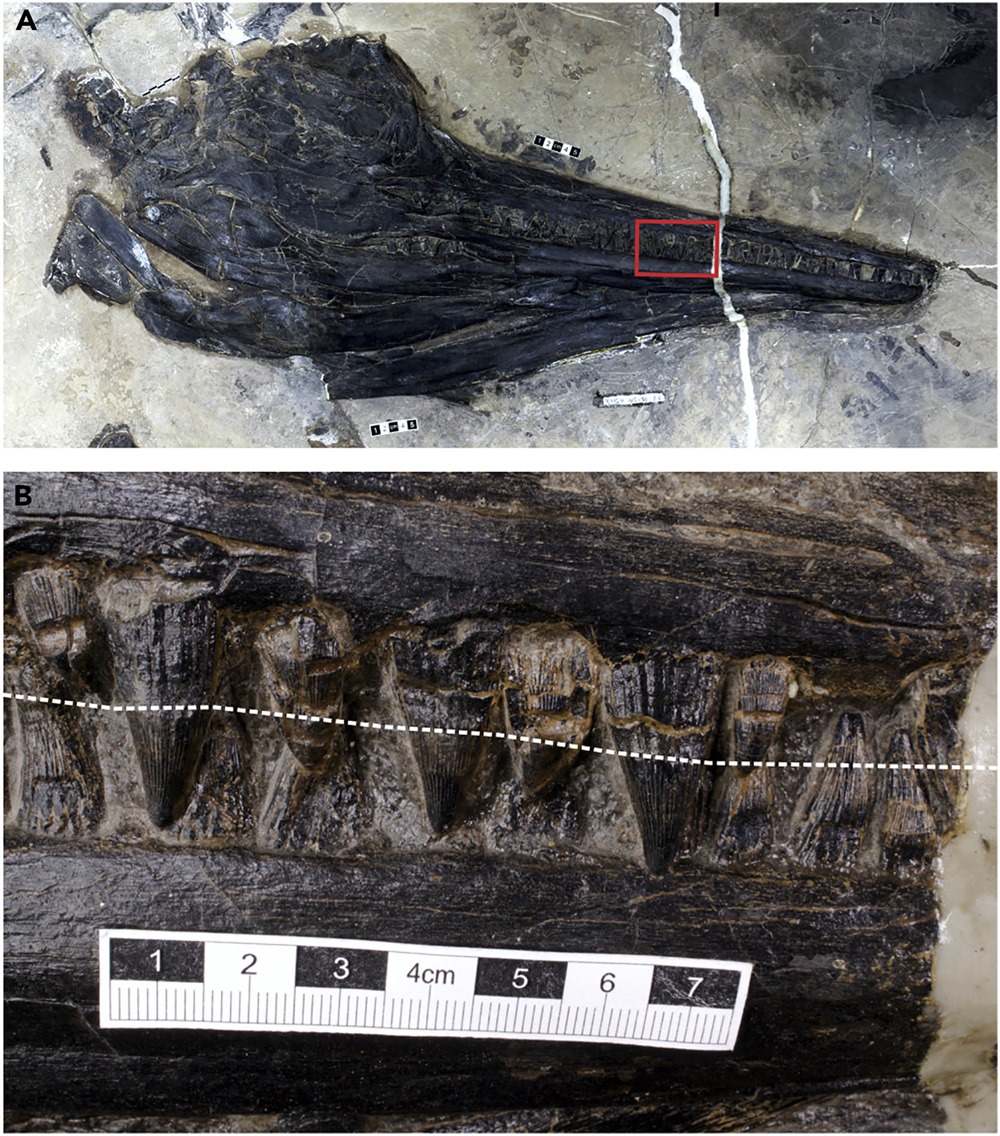 mégapredation Guizhouichthyosaurus 1 20