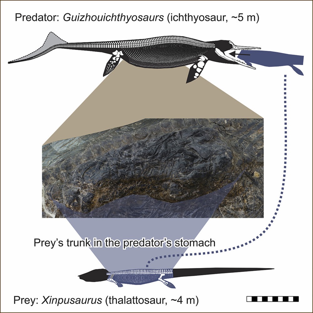 mégapredation Guizhouichthyosaurus 4 20