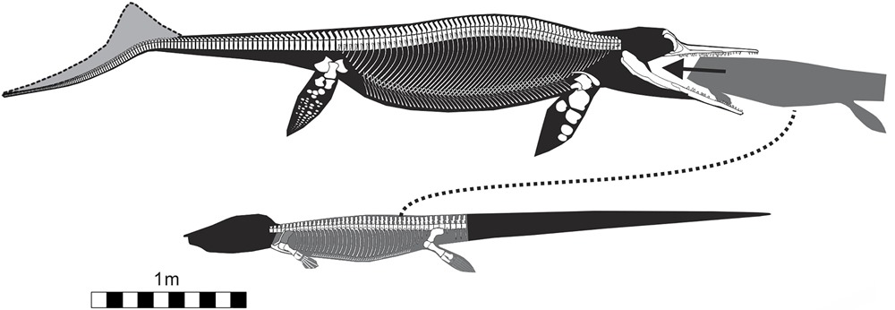 mégapredation Guizhouichthyosaurus entete 20