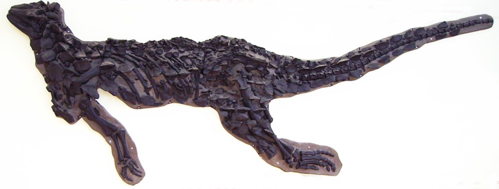 Scelidosaurus 6 20