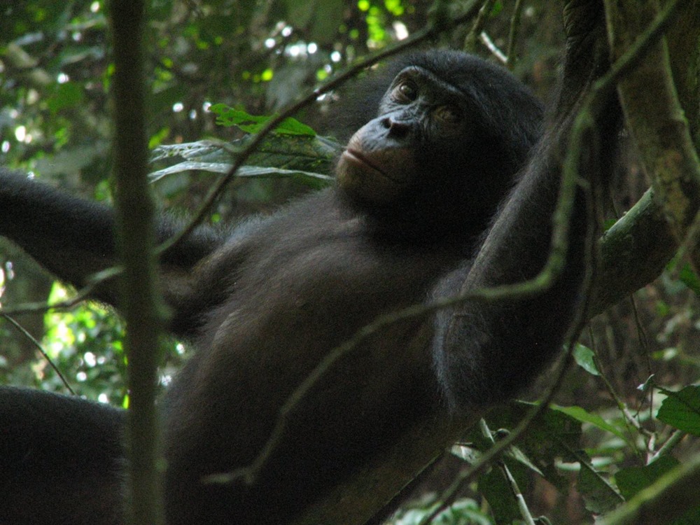 Truffe-bonobo-3 20