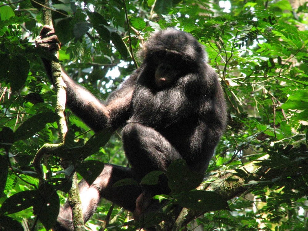 Truffe-bonobo-4 20