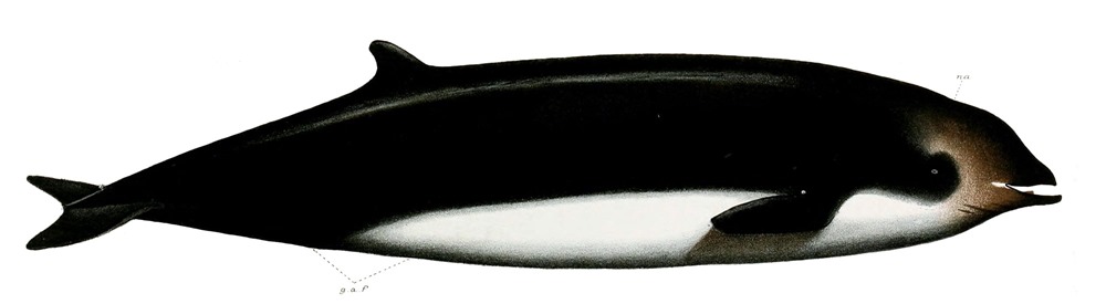 baleines de Cuvier 2 20