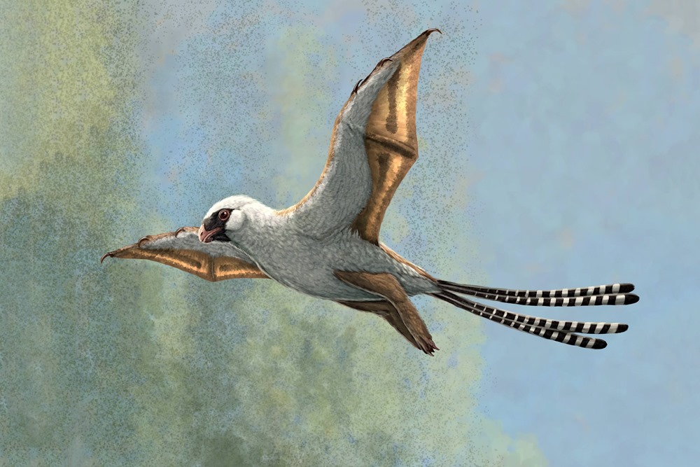 Ambopteryx-Reconstruction