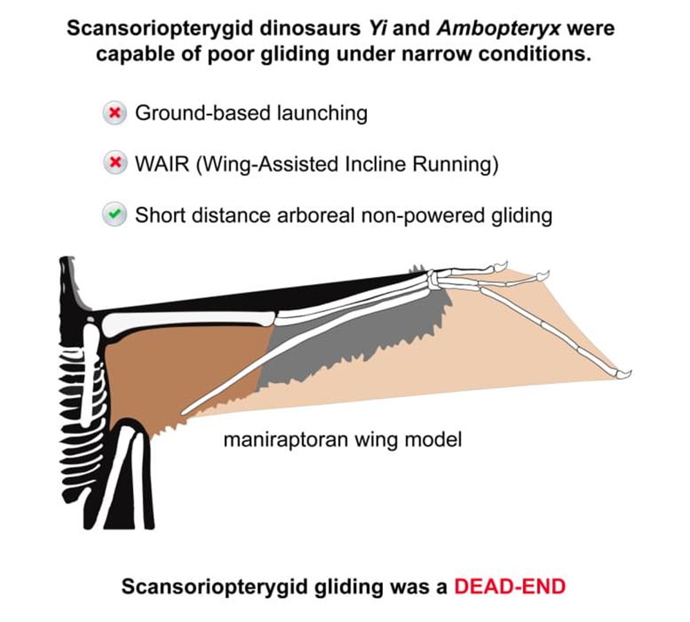 Ambopteryx-Yi-Summary-of-Findings