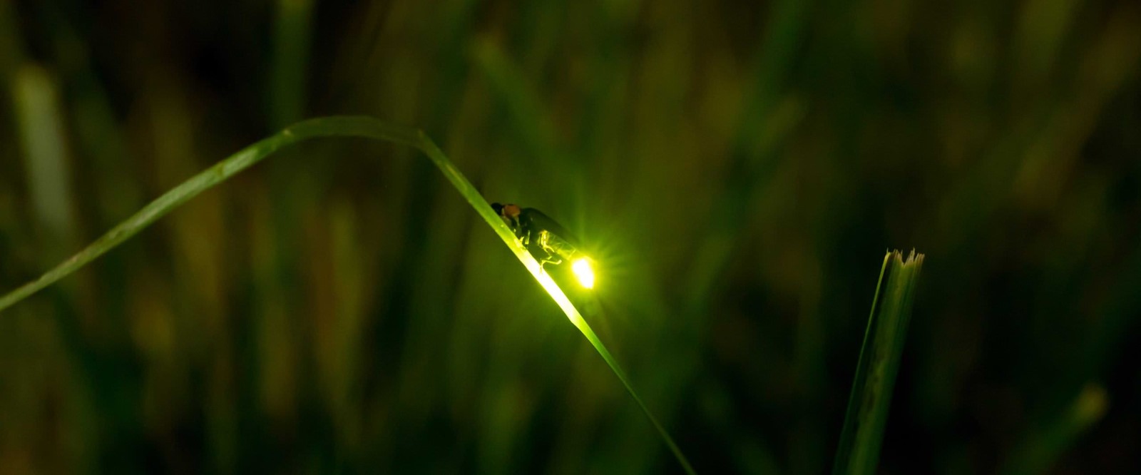 Où et quand observer des lucioles - Notre Nature