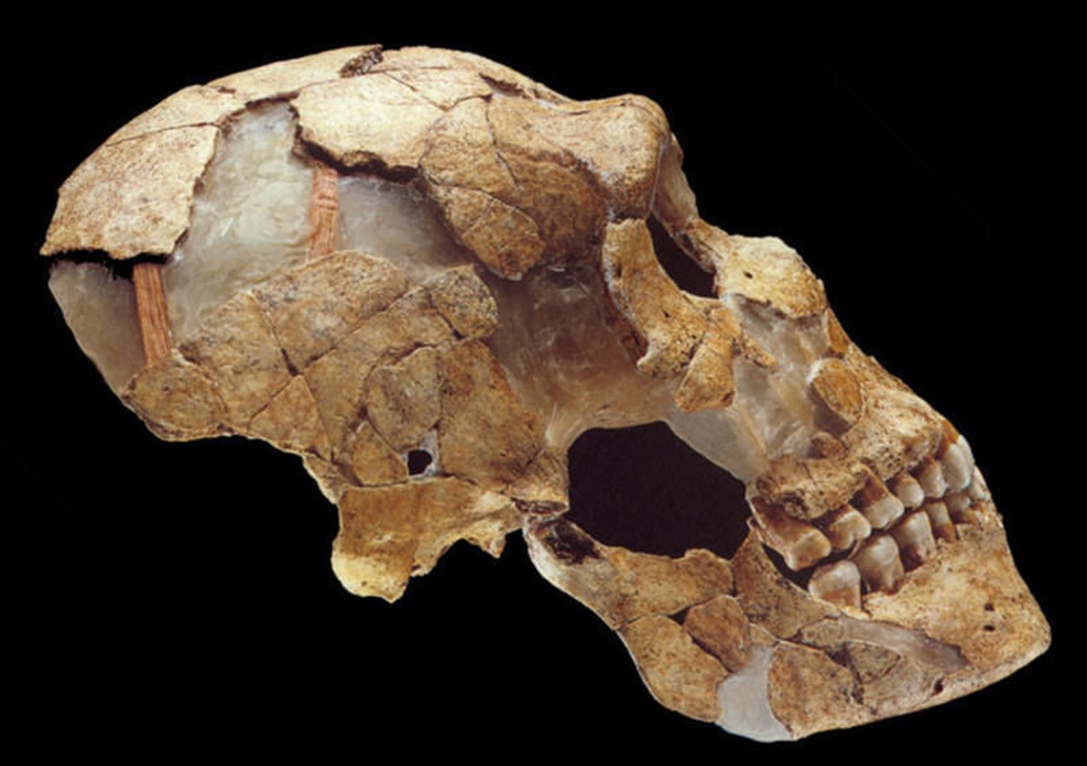 Neanderthal COVID 1 20