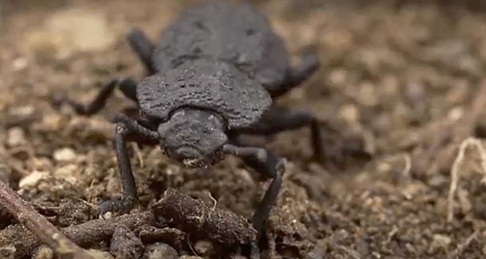 Researchers have discovered that the diabolical ironclad beetle can take on a load of at least 39,000 times its body weight before its exoskeleton begins to fracture. (Image provided by Kisailus Biomimetics and Nanostructured Materials Lab, University of California, Irvine)