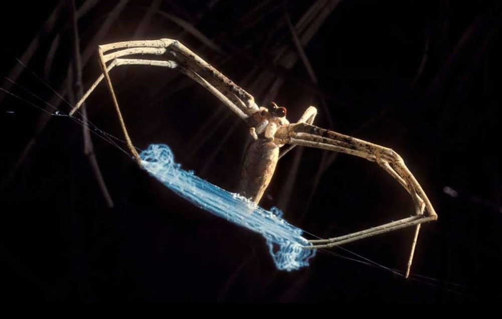araignée Dinopsis spinosus 3 20
