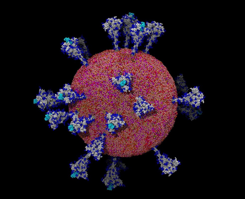 maro-coronavirus- 1 20