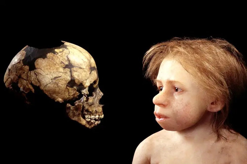 Dent enfant Néandertalien 1 20