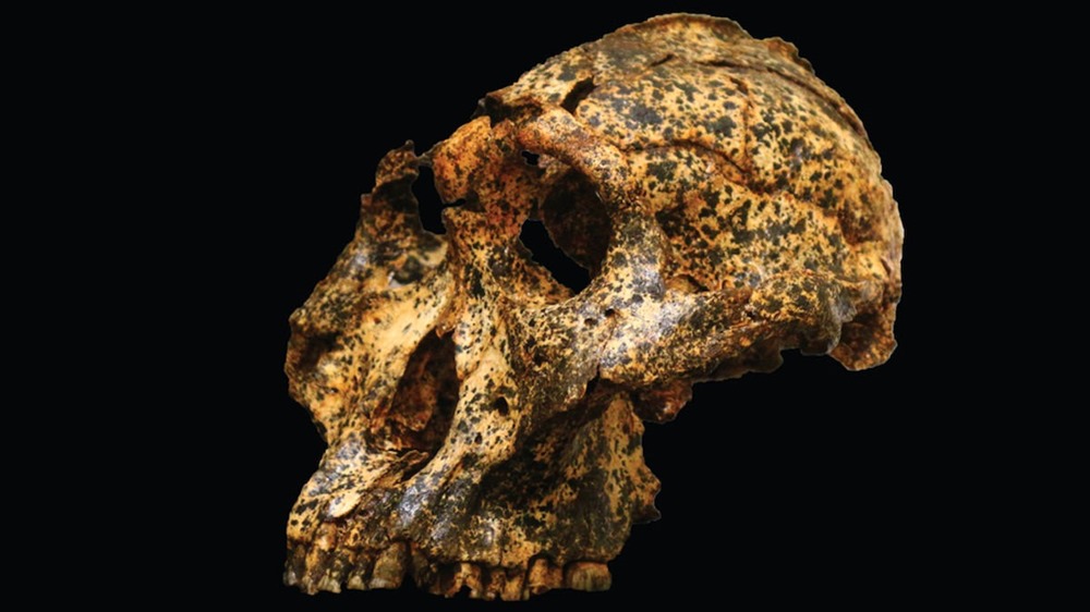 Paranthropus robustus -DNH-155 1 20
